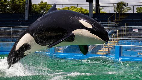 The Orca .